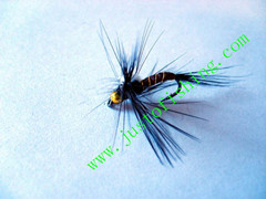 Flying insect f536