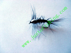 Flying insect f601