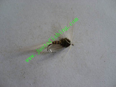Flying insect f681