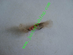 Flying insect f661