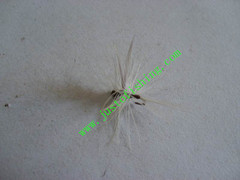 Flying insect f642