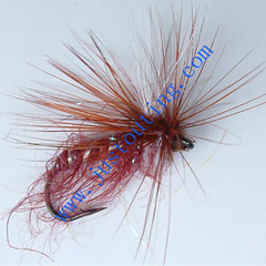 Flying insect f063