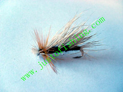 Flying insect f562